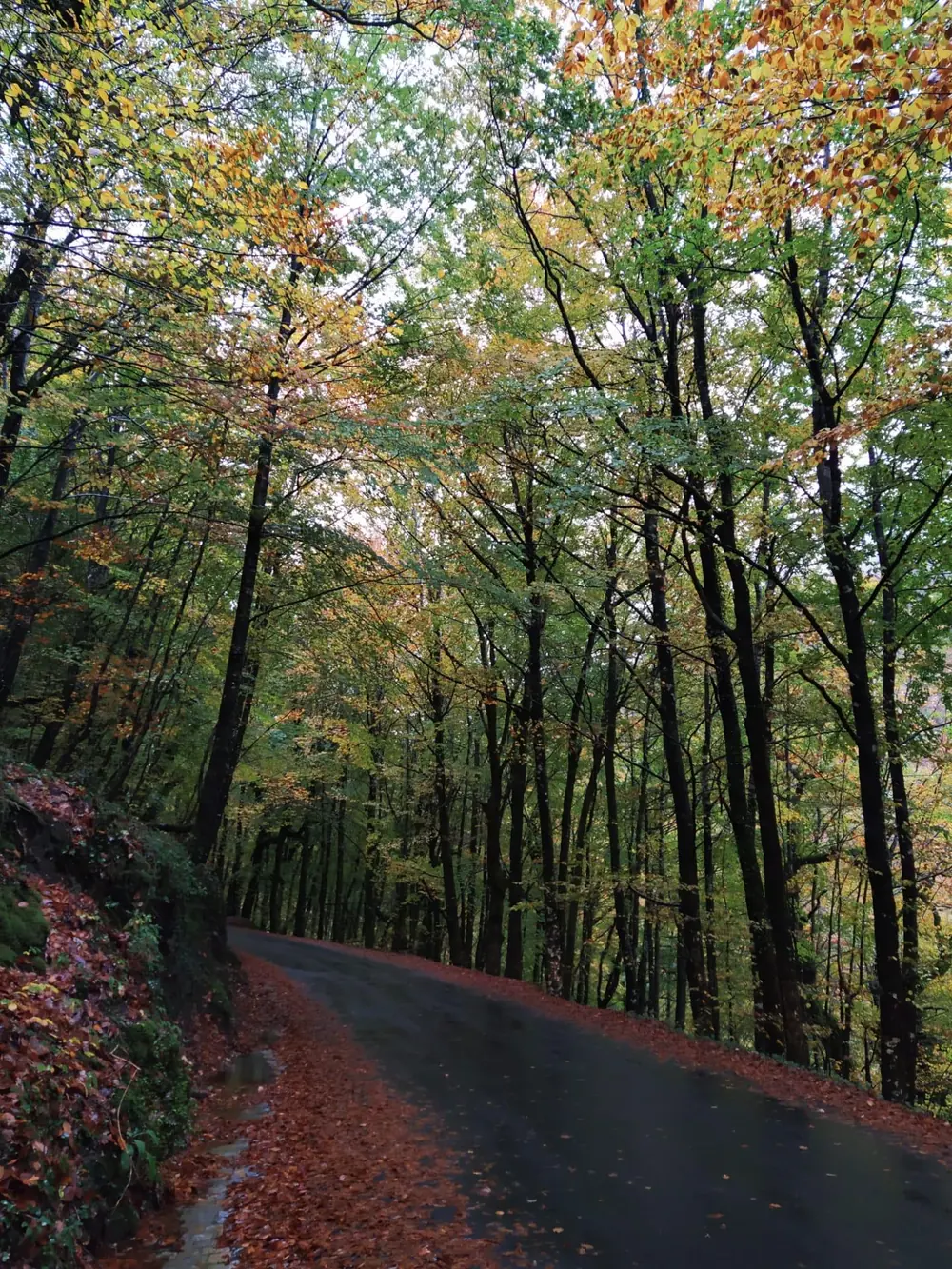 Estrada ladeada de floresta no Parque Nacional da Peneda-Gerês
